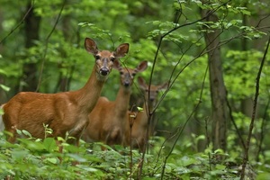 Wildlands Conservancy – Animal Tracking 101