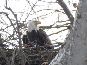 Bald Eagle Strolls