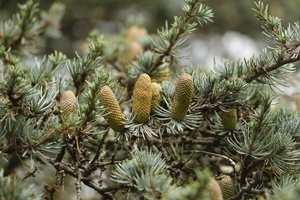 The Crazy World of Conifers - A Virtual Lecture