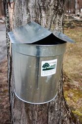 Greenwich Land Trust's Annual Maple Sugar Day