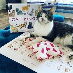 Cat  Bingo