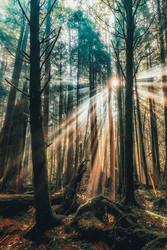 Franciscan Lenten Conversations