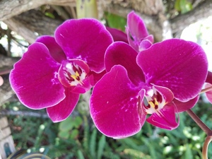 Gardening Class: Introduction to Orchid Growing