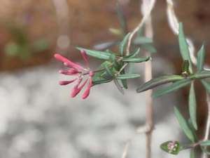 Spring Break Gone Wild Life: Layers of Nature