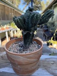 Gardening Class: Grafting Cacti