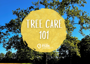 Tree Care 101