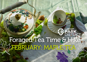 Foraged Tea Time & Hike: Maple Tea