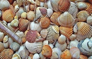 Shell and Fossil Hunt