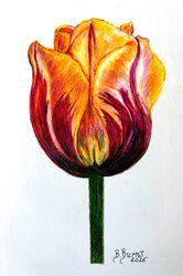 Nature Drawing at Blithewold