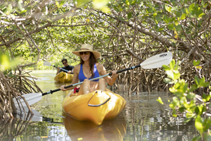 Manatees & Mangroves Kayaking Tour