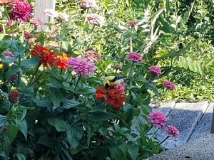 Inviting Wildlife into Your Garden