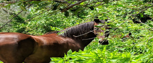 Horse Play's Annual Open House