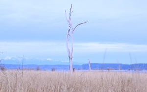 Cinema Divina Film Screening & Contemplative Gazing