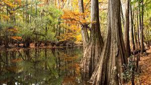 MeckTeen Explorers: Congaree National Park