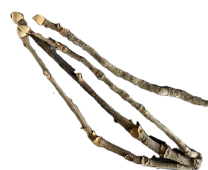 Getting Twiggy with It: Winter Tree ID