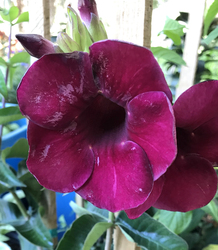 Huge Plant Sale in North Port