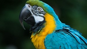 Animal Encounter with The Natural Naturalist