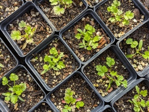 Spring Plant Sale & Pop-up Shop