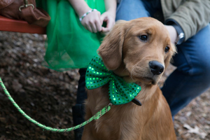 Anderson School St. Patrick's Celebration