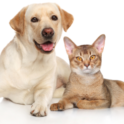 Fearless Kitty Rescue FREE Cat and Dog Microchip Clinic March 21