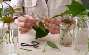 Plant Propagation Workshop