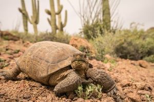 Get to Know Desert Tortoises with AZ Game and Fish
