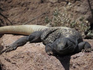 Wildlife Day with Phoenix Herpetological Sanctuary