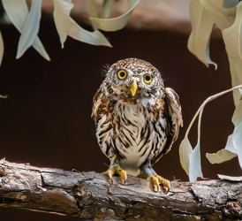 Napa Wildlife Rescue's 4th Annual Open House