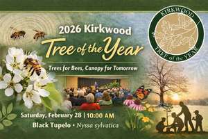 Kirkwood Tree of the Year