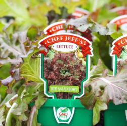 Vegetable Gardening Tips