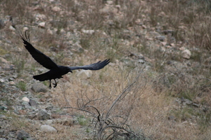 Wildlife Day with Liberty Wildlife