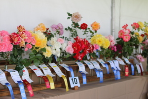 104th Coronado Flower Show