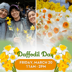 29th Annual Daffodil Day