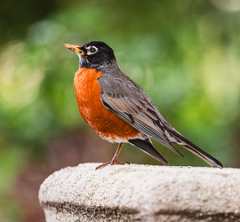 Spring Break Programs at The Frick Pittsburgh: Bird Scavenger Hunt