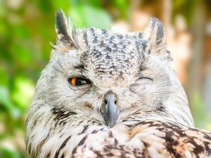 Only Owls | Glen Helen Raptor Center