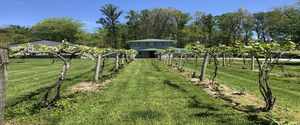 Wichmann Vineyard Grape Stomp