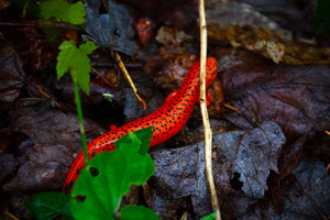 Pollywogs, Eggs & Singing Frogs