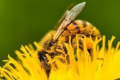 Pollinator Gardening Bootcamp 2026