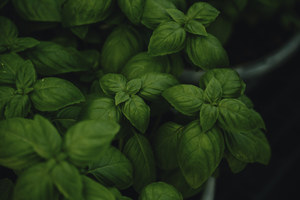 Herb Gardening Workshop