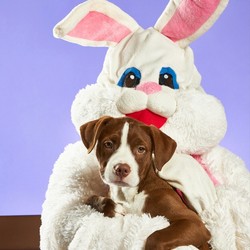 MONTCLAIR PLACE PET PHOTO NIGHT WITH THE EASTER BUNNY