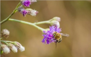 Creating a Pollinator Habitat Anywhere