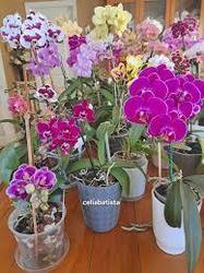 "Orchids and More" - Rockaway Valley Garden Club (RVGC)  March 2026 Program
