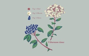 Spring Plant Sale Public Evening at UD Botanic Gardens