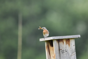 Birds, Beverages, and Small Bites: A Policy Potluck - Pesticides