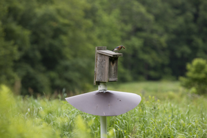 How to be a Good Nest Box Landlord