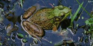 NJ Audubon: Croaks, Trills, and Splashes