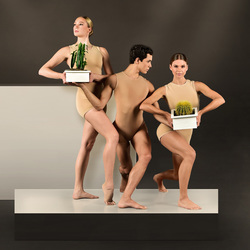 Studio Spotlight: Cacti & Other Works