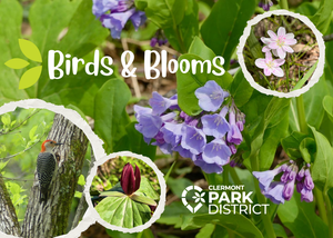 Birds and Blooms Hike