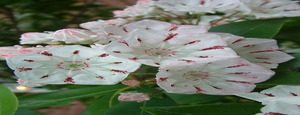 80th PA State Laurel Festival