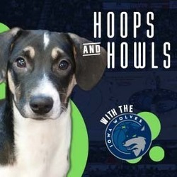 Hoops & Howls
